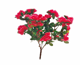 Azaleas