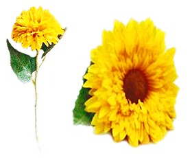 Girasoles