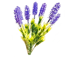 Lavandas